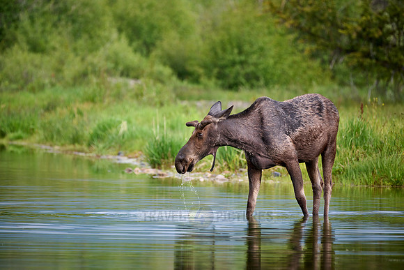Moose (Alces alces)