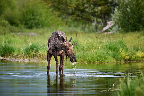 Moose (Alces alces)