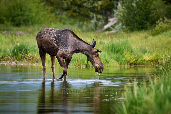 Moose (Alces alces)