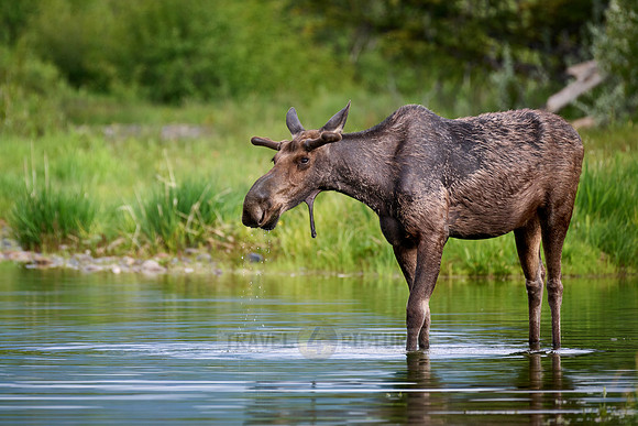 Moose (Alces alces)