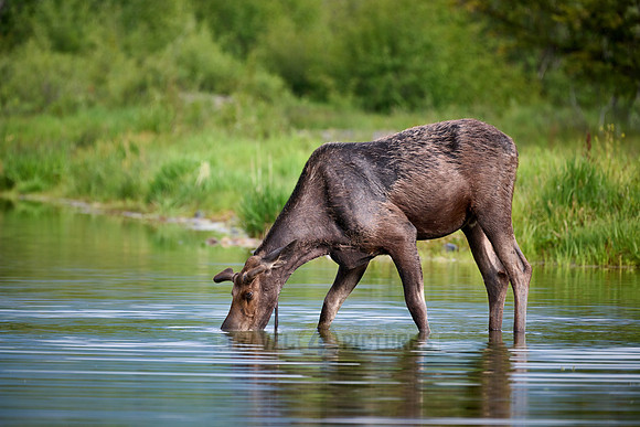 Moose (Alces alces)