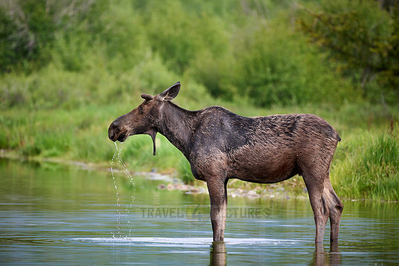 Moose (Alces alces)