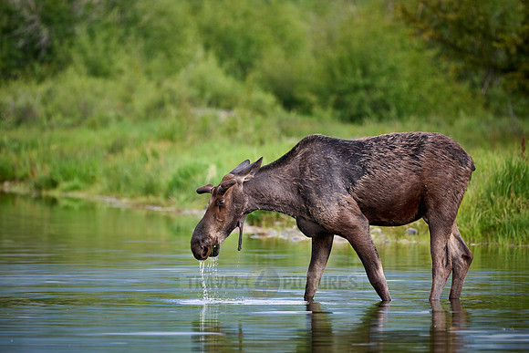 Moose (Alces alces)