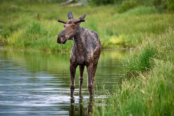 Moose (Alces alces)