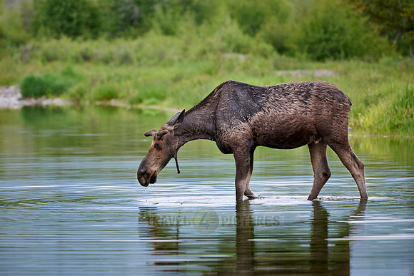 Moose (Alces alces)