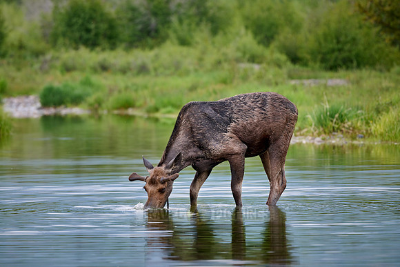 Moose (Alces alces)