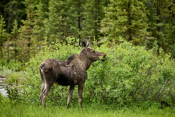 female Moose (Alces alces) with a lot of Fibromatosis/Papillomas tumors