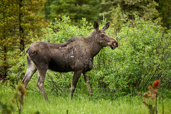 female Moose (Alces alces) with a lot of Fibromatosis/Papillomas tumors