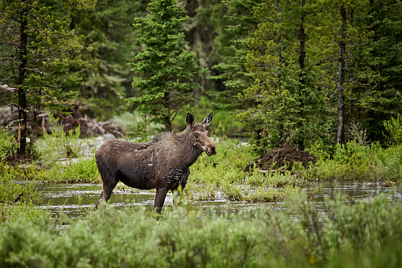female Moose (Alces alces) with a lot of Fibromatosis/Papillomas tumors