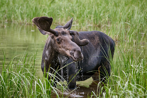 Moose (Alces alces) with deformed antlers