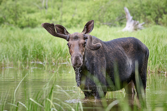 Moose (Alces alces) with deformed antlers