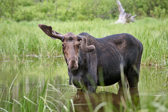 Moose (Alces alces) with deformed antlers