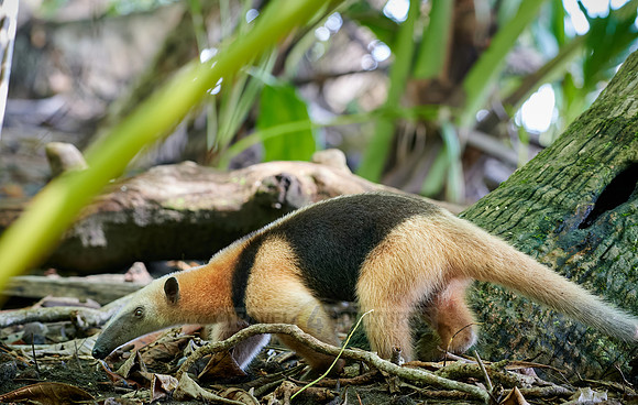 Northern tamandua (Tamandua mexicana)