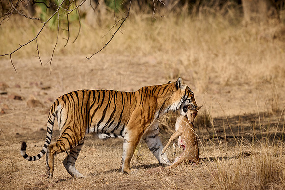 Tiger with prey in mouth
