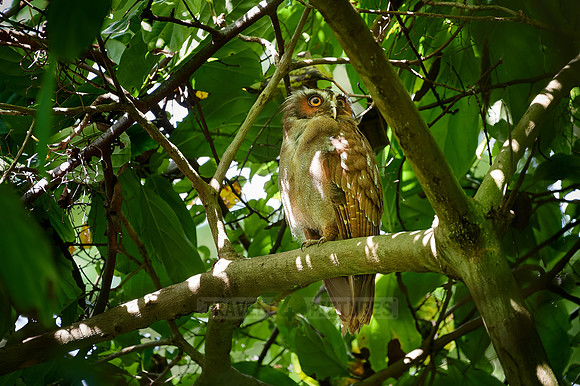 crested owl (Lophostrix cristata)