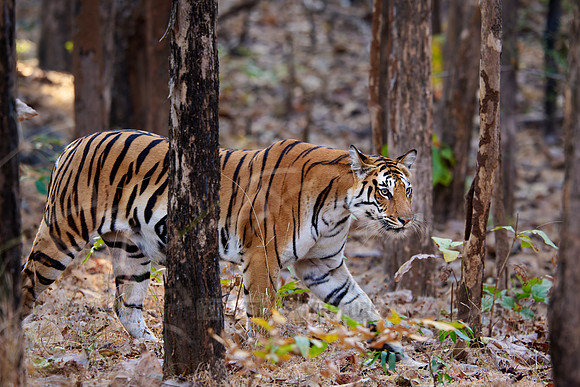 Bengal tiger (Panthera tigris tigris)