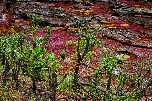 Cano Cristales in Park National Serrania de la Macarena