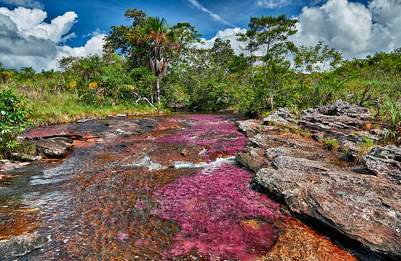 Cano Cristales in Park National Serrania de la Macarena