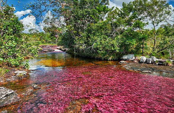 Cano Cristales in Park National Serrania de la Macarena