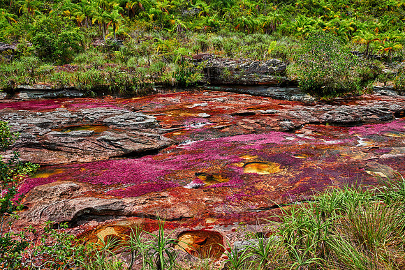 Cano Cristales in Park National Serrania de la Macarena