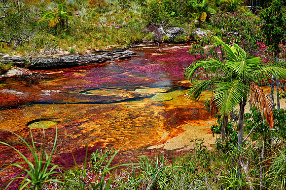 Cano Cristales in Park National Serrania de la Macarena