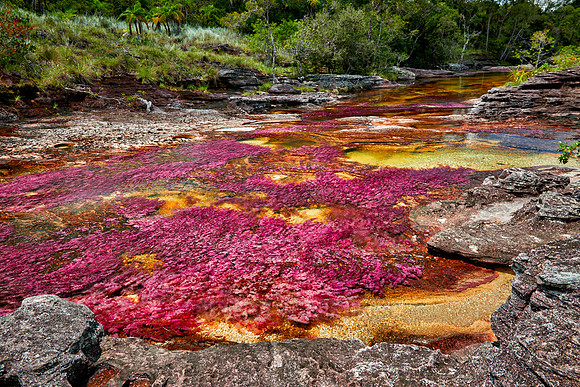 Cano Cristales in Park National Serrania de la Macarena