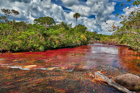 Cano Cristales in Park National Serrania de la Macarena