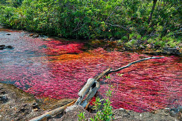 Cano Cristales in Park National Serrania de la Macarena