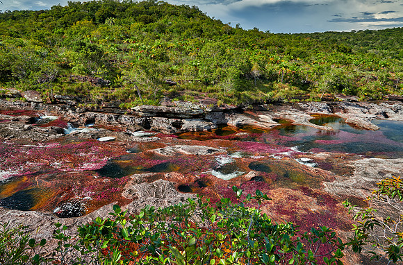 Cano Cristales in Park National Serrania de la Macarena