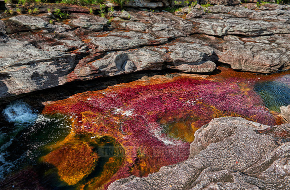 Cano Cristales in Park National Serrania de la Macarena