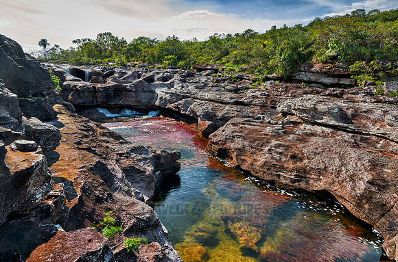 Cano Cristales in Park National Serrania de la Macarena