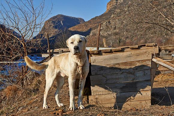caucasian sheepdog