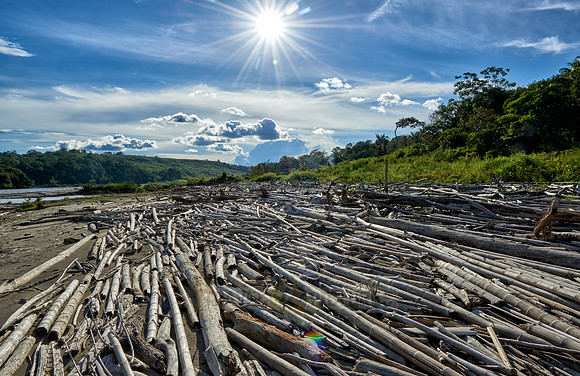 drift wood at Rio Guayabero