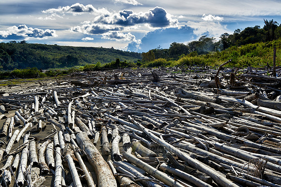 drift wood at Rio Guayabero