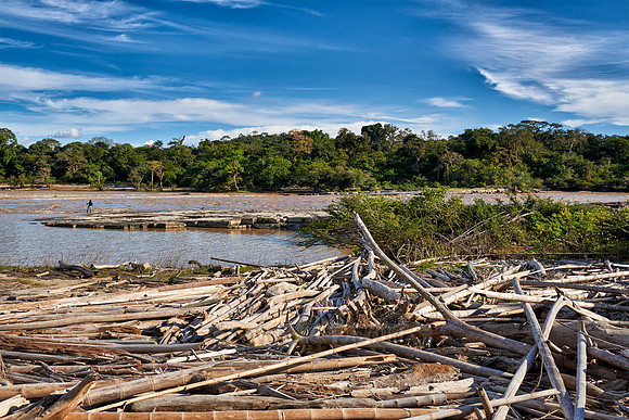 drift wood at Rio Guayabero