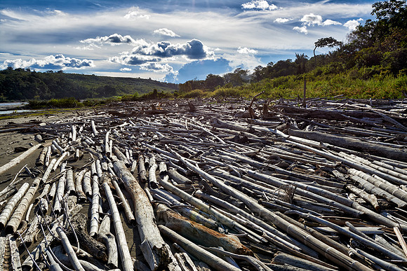 drift wood at Rio Guayabero
