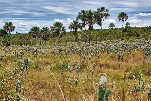 typical landscape in National Park Serrania de la Macarena