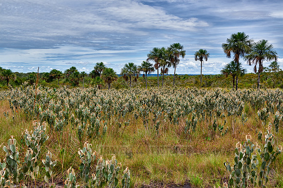 typical landscape in National Park Serrania de la Macarena