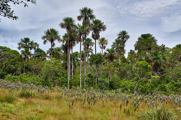 typical landscape in National Park Serrania de la Macarena
