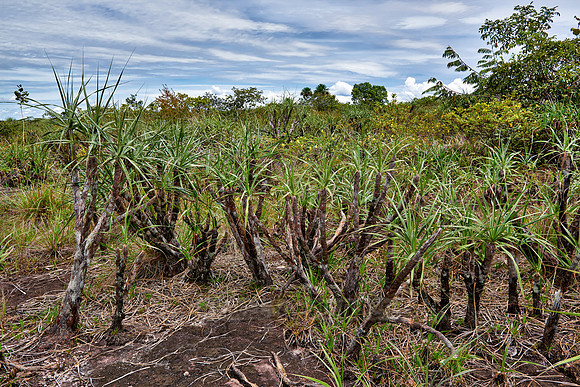 typical plant of Serrania de la Macarena