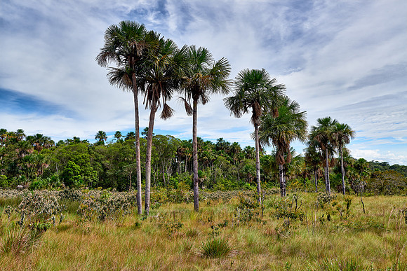 typical landscape in National Park Serrania de la Macarena