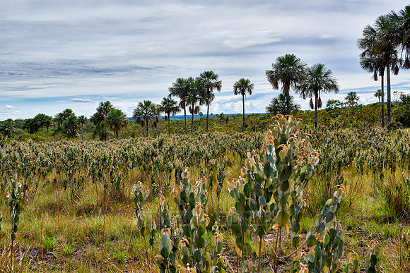 typical landscape in National Park Serrania de la Macarena