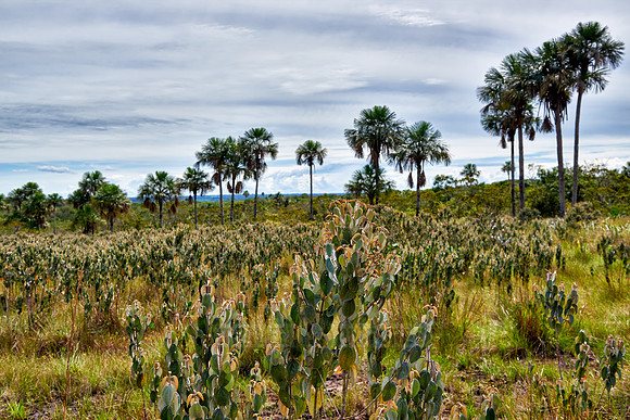 typical landscape in National Park Serrania de la Macarena
