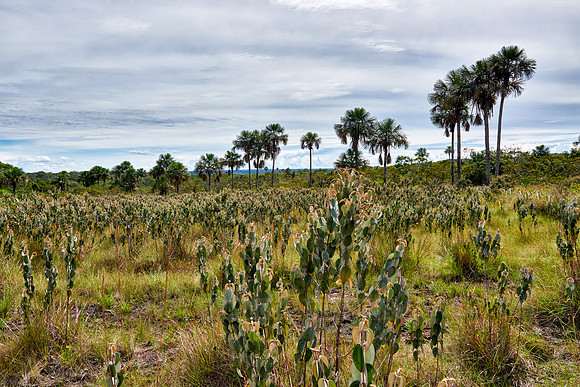 typical landscape in National Park Serrania de la Macarena