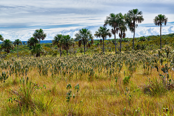 typical landscape in National Park Serrania de la Macarena