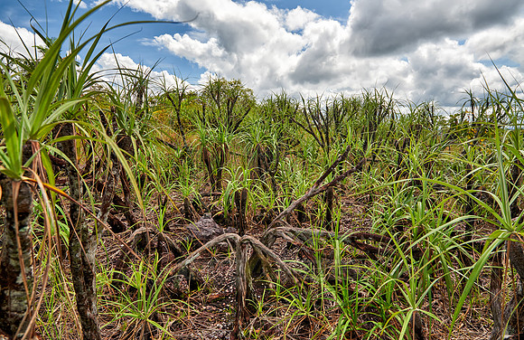 typical plant of Serrania de la Macarena