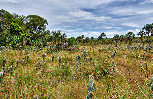 typical landscape in National Park Serrania de la Macarena