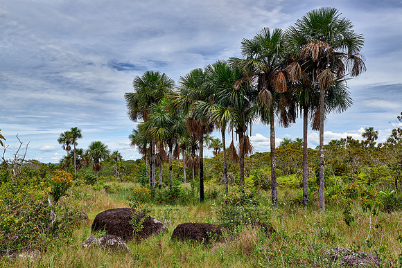 typical landscape in National Park Serrania de la Macarena