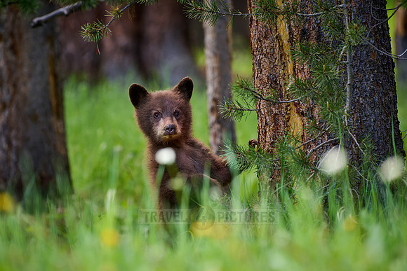 black bear cubs, Ursus americanus