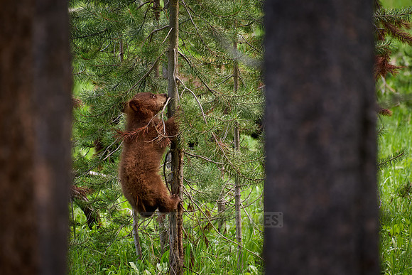 black bear cubs, Ursus americanus